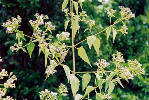  Siam weed 
